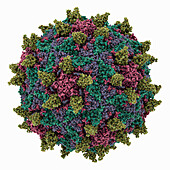 Poliovirus capsid complexed with nanobody, molecular model