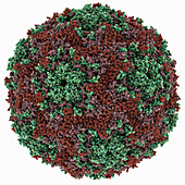 Human enterovirus 71 capsid, molecular model