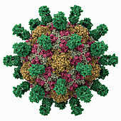 Poliovirus 135S particle, molecular model
