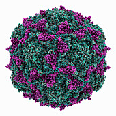 Poliovirus type 3 capsid, molecular model