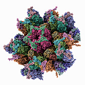 Epstein-Barr virus capsid, molecular model