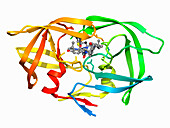 HIV-1 protease complexed with Nelfinavir, molecular model