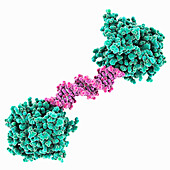 RNA methyltransferase METTL4 complex, molecular model