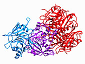 Typhoid toxin PltC, molecular model