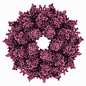 Alfalfa mosaic virus capsid, molecular model