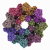 Human SARM1 octamer, molecular model
