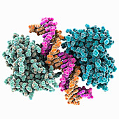 Human SAMD9 complexed with DNA, molecular model