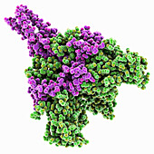 Ebola Zaire virus envelope glycoproteins, molecular model