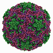 Rhinovirus 14 capsid, molecular model