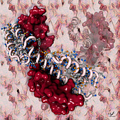 Mitochondrial cristae proteins, illustration