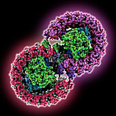 Dimeric light harvesting complex, molecular model