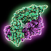 Anti-HIV-1 antibody PCDN-16B, molecular model