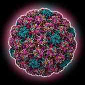 Murine papillomavirus capsid, molecular model