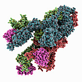 SARS-CoV-2 spike glycoprotein complex, molecular model