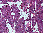 Glandular epithelium, light micrograph