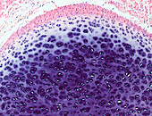 Cartilage, light micrograph