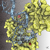 DNA polymerase with DNA, illustration