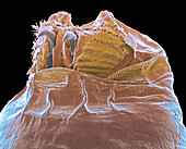 Black fig fly larva, SEM