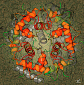 African swine fever virus DNA-binding protein, illustration