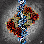 Zinc uptake regulator and DNA, illustration