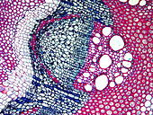Clematis sp. vascular bundle, light micrograph