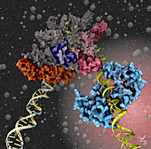 Zinc uptake regulator and DNA, illustration