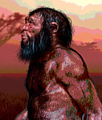 Homo longi male, illustration