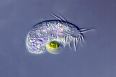 Euplote ciliate protozoan, light micrograph
