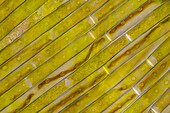 Gonatozygon kinahanii algae, light micrograph