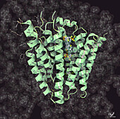 Solute carrier protein and cAMP, illustration