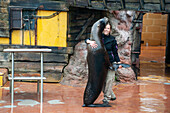 Carer holding a seal at a wildlife park