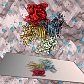 Mucin degrading enzyme, illustration