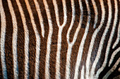 Grevy's zebra