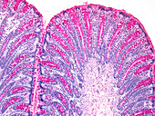 Large bowel, light micrograph