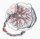 Placenta, illustration