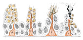 Spermatogenesis, illustration
