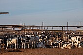 Cattle farm, California, USA