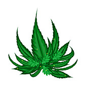 Cannabis plant leaves, conceptual illustration