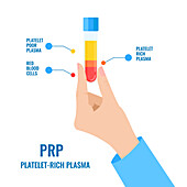 PRP blood composition, conceptual illustration