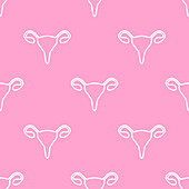 Female reproductive system, conceptual illustration