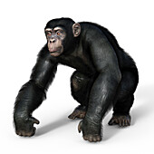 Chimpanzee, illustration