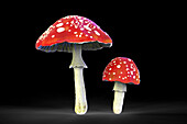 Fly agaric mushrooms, illustration