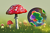 Fly agaric mushroom and muscimol toxin, illustration