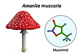Fly agaric mushroom and muscimol toxin, illustration