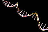 Molecule of mRNA, illustration
