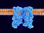 Capsaicin receptor TRPV1 binding to ligands, illustration