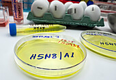 Petri dishes with bird flu samples