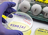 Petri dishes with bird flu samples