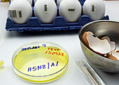 H5N8 avian influenza research, conceptual image