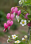 Tearing heart (Dicentra Spectabilis), pink flowers and strawberry flowers, close-up